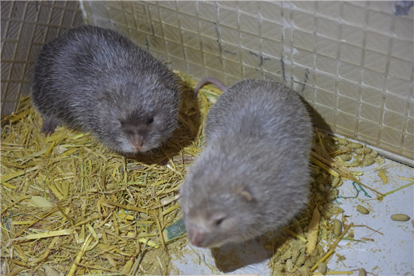 6000竹鼠賣不出去？何不來賣農業氣象站！