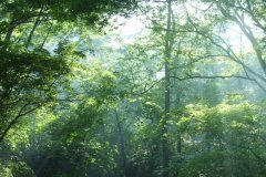 森林氣象站能實(shí)現(xiàn)現(xiàn)場(chǎng)監(jiān)測(cè)嗎