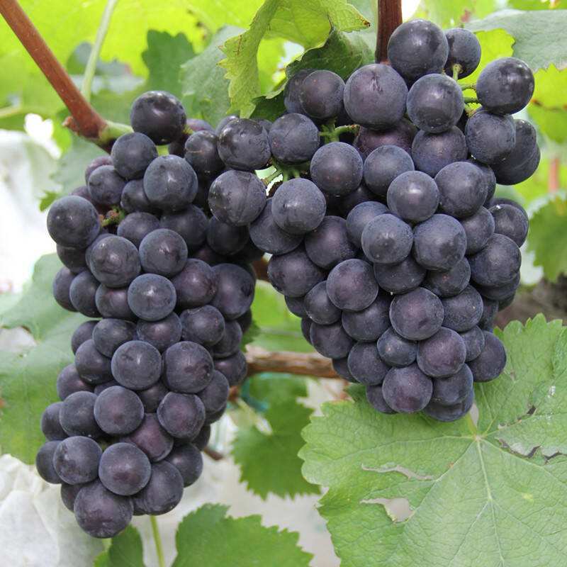 自動(dòng)氣象站