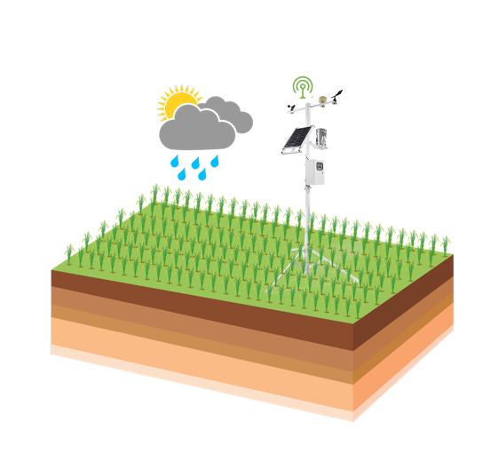 在番石榴的種植中,農業四情監測系統有何作用? 在番石榴的種植中,農業四情監測系統有何作用?