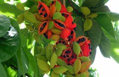 農業自動氣象站,為鳳眼果的種植提供一手資料