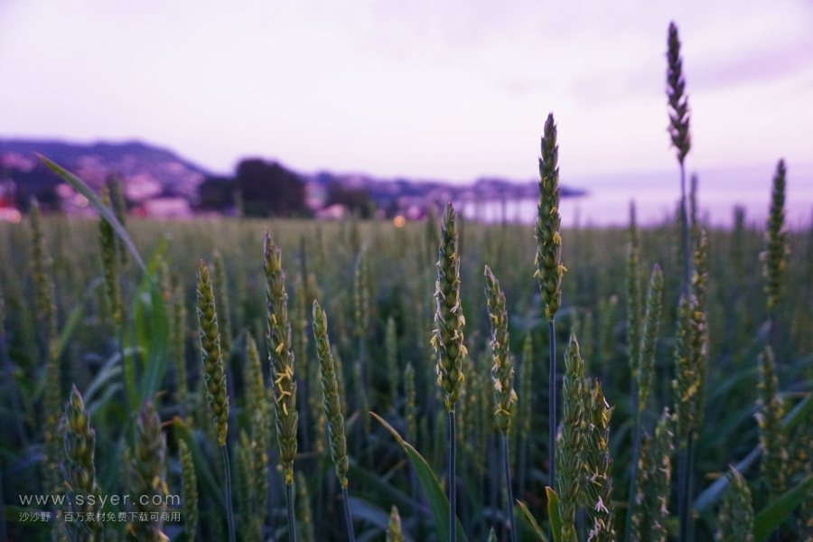 智能農業的四情監測系統 智能農業的四情監測系統